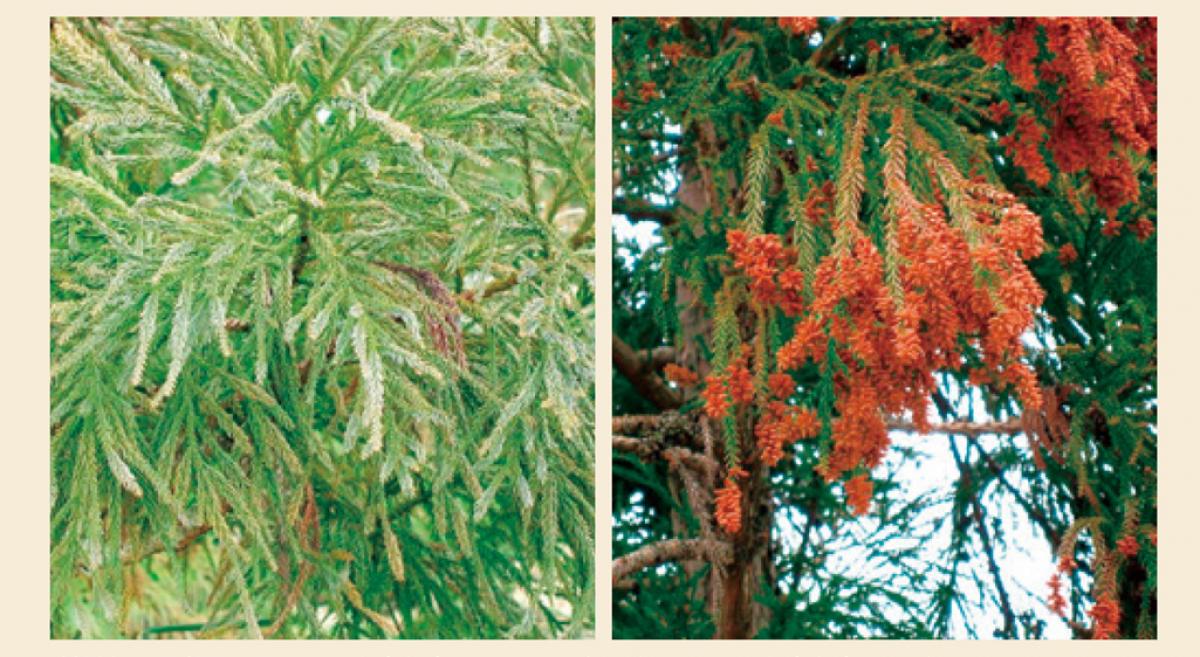 花粉を飛ばさない突然変異体のスギ